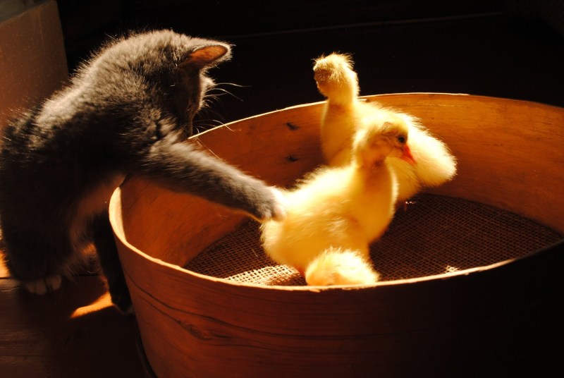 Котенок и цыпленок