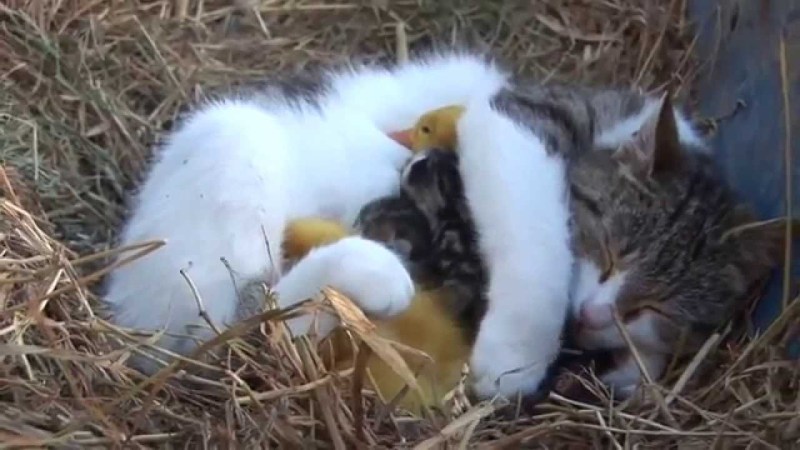 Кот и утенок