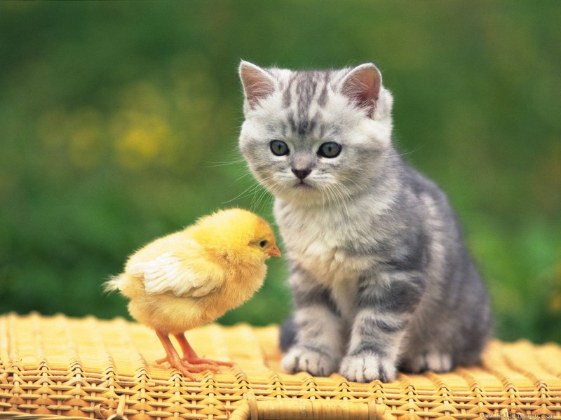 Котенок и цыпленок