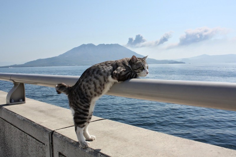 Котик на море