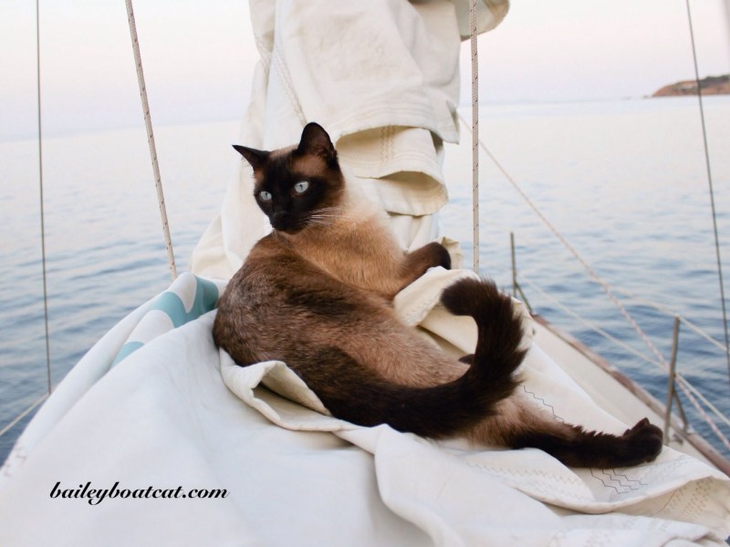 Кошка на корабле