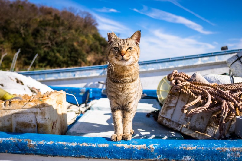 Коты в лодке