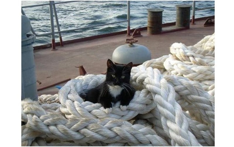 Кошка на корабле