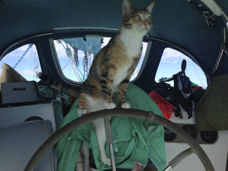 Кошка в лодке