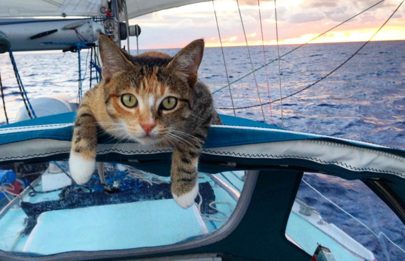 Кот на корабле