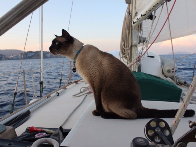 Кошка в лодке