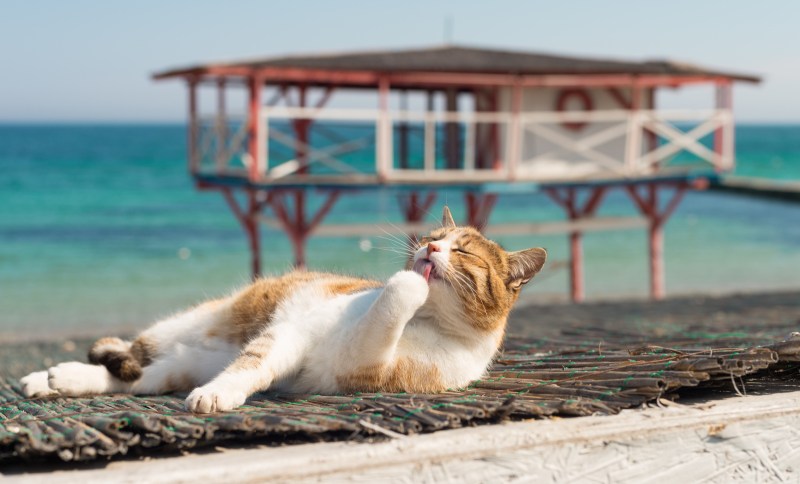 Кот на море