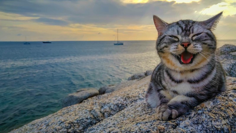 Кот на пляже