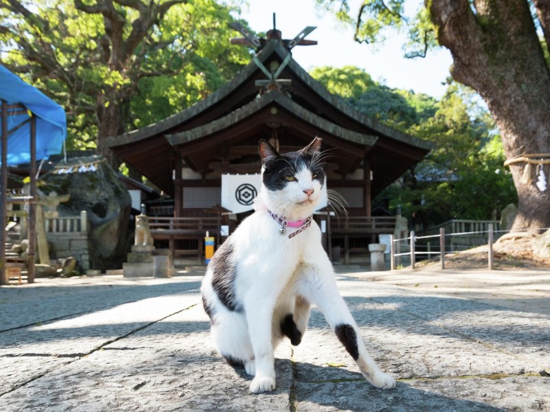 He is from japan. Коты в Японии. Традиционное животное Японии. Фестиваль котиков в Японии. Кот в Японии на здании.