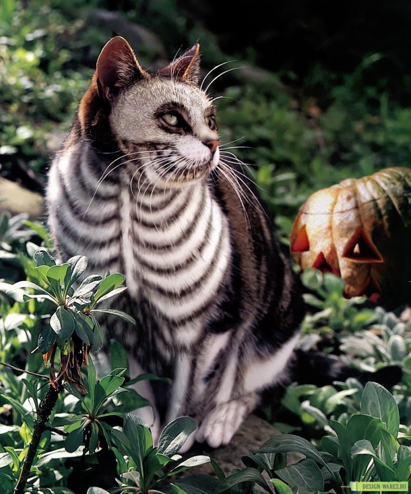 Необычные коты