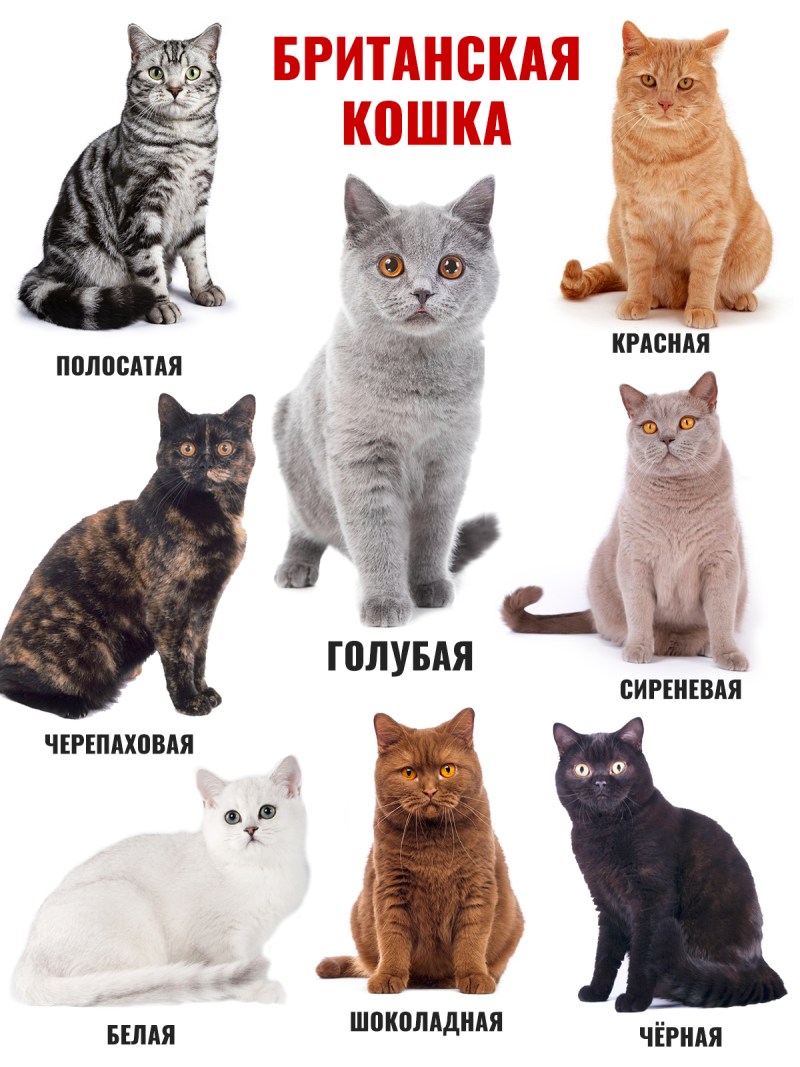 Окрас кошек британской породы