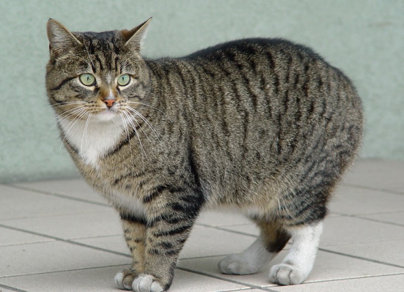 Мэнская бесхвостая кошка
