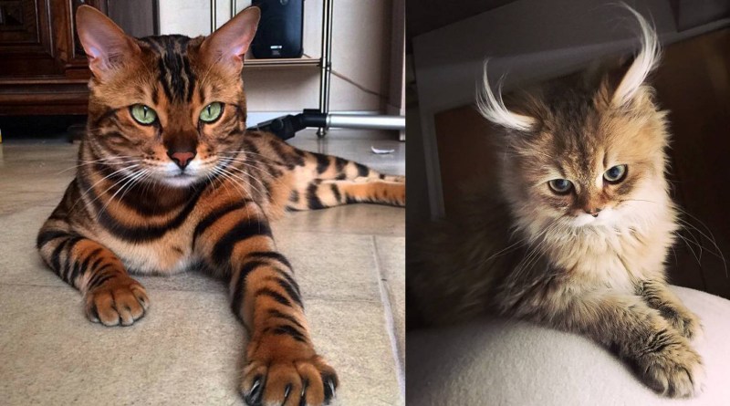 Модные породы кошек