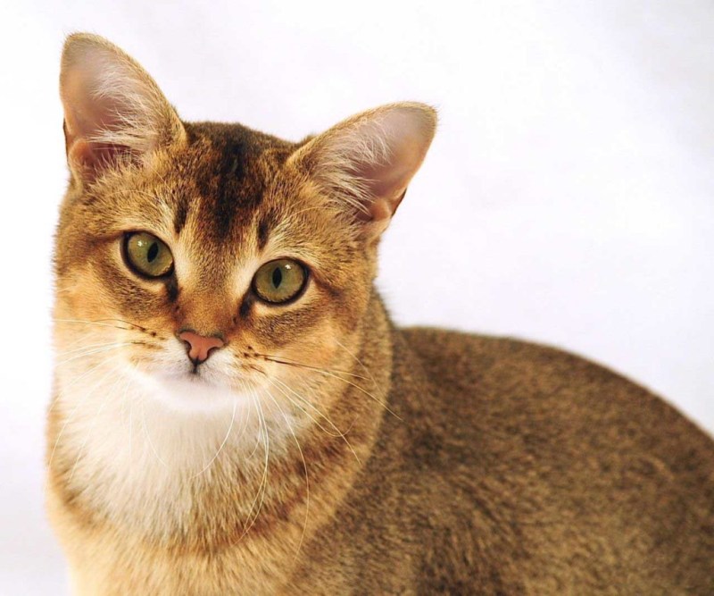Чаузи кошка
