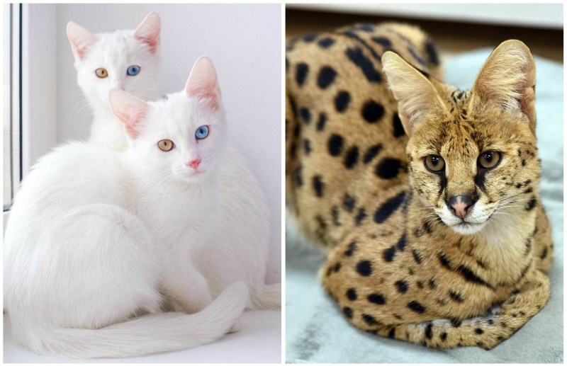 Редкие кошки