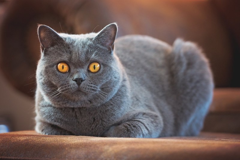Британская короткошёрстная кошка