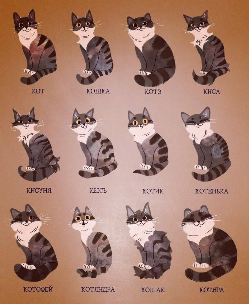 Классификация котов