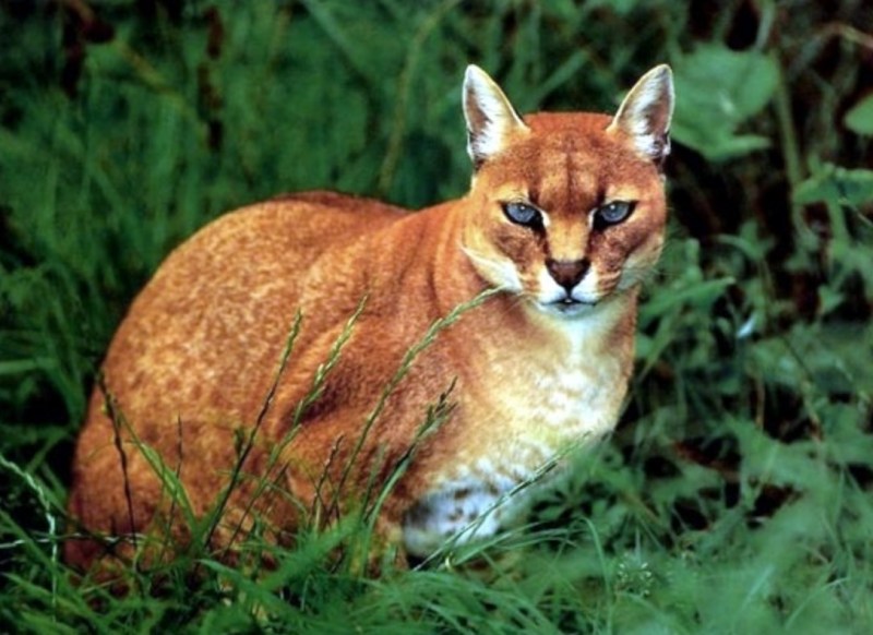 Золотая кошка (profelis aurata)