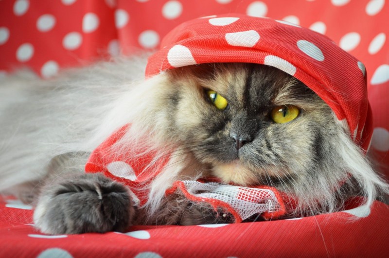 Колпаки кот
