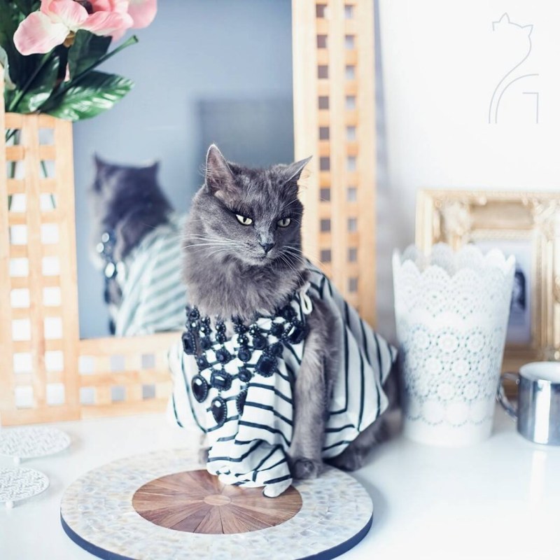 Стильная кошка