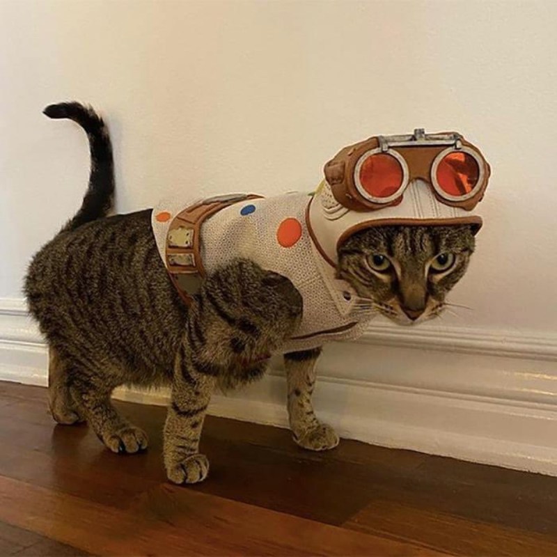 David Dastmalchian Cat