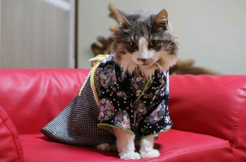 Кошка в одежке