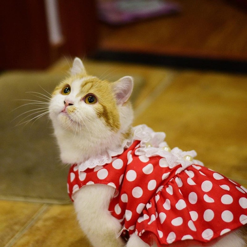 Наряды для кошек