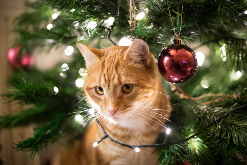 Коты и елки