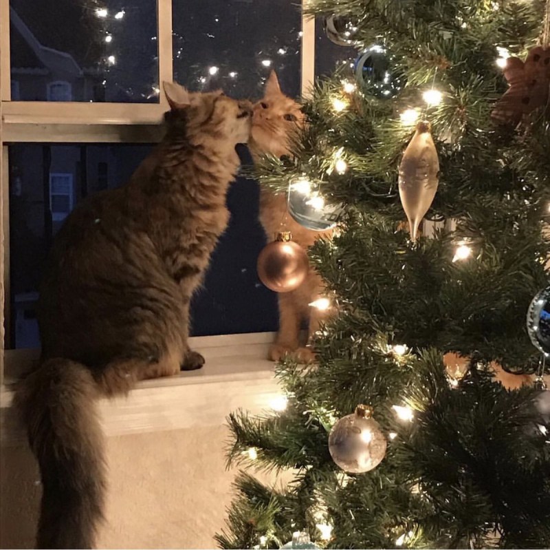Новогодние коты двое