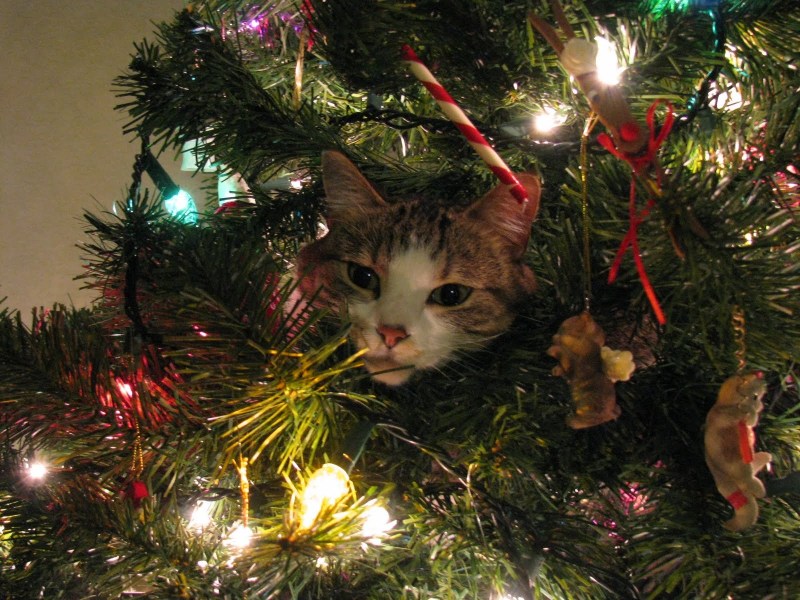 Коты и елки