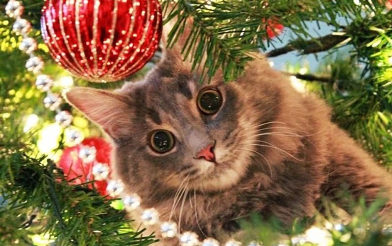 Новогодние коты
