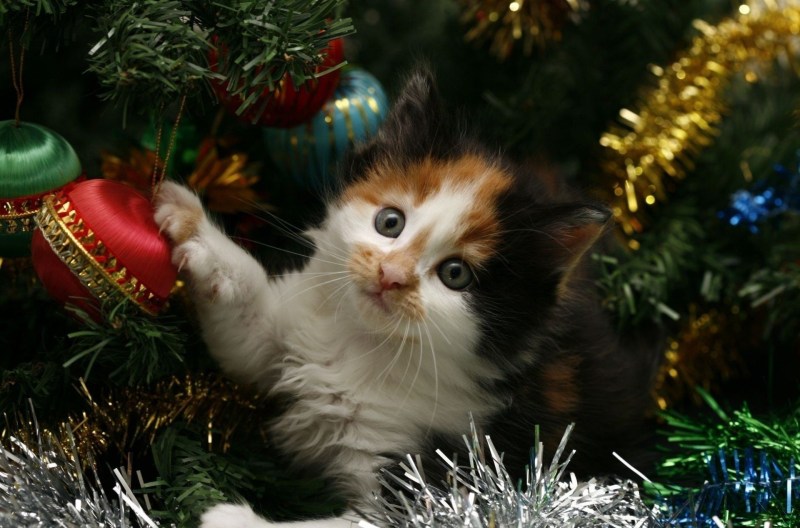 Новогодние котята