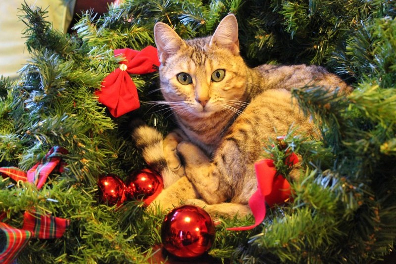 Новогодний кот