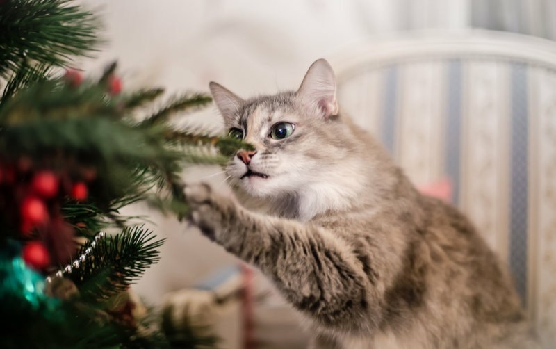 Кошка и Новогодняя елка
