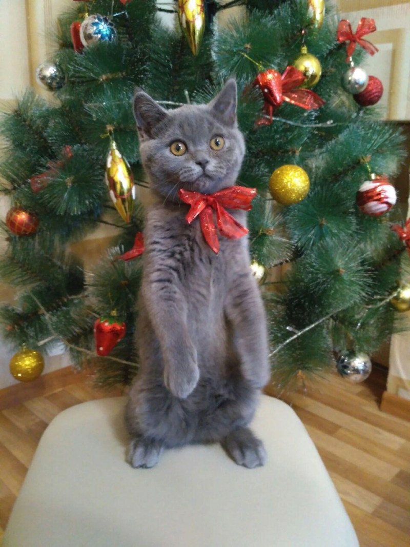 Коты и елки