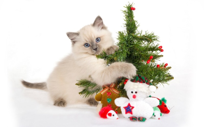 Новогодние котята