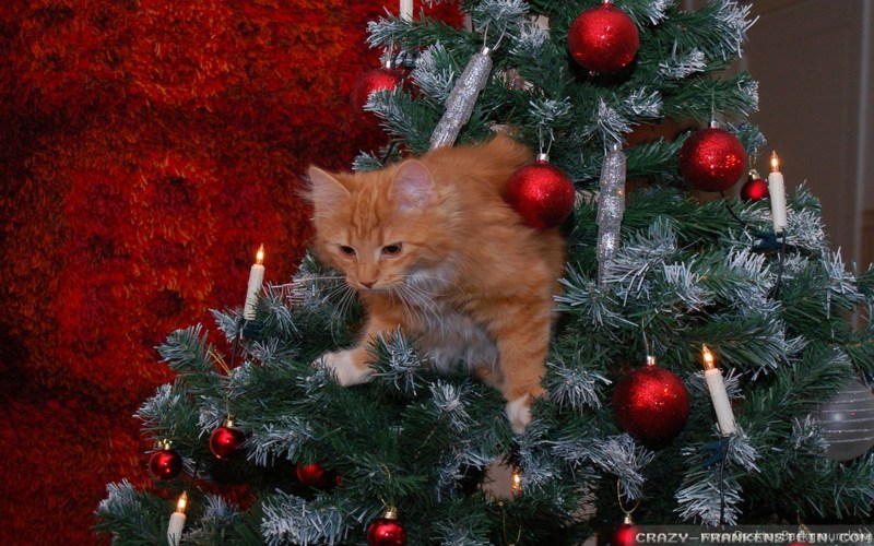 Новогодние коты