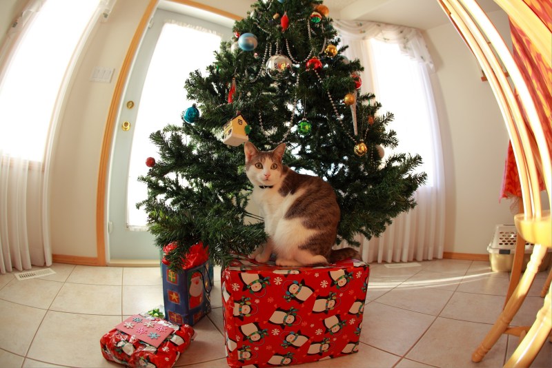 Кошка под елкой