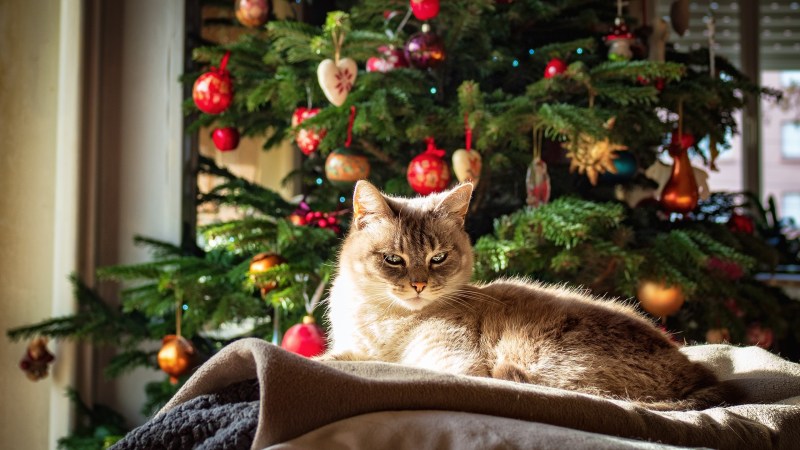Кот и елка