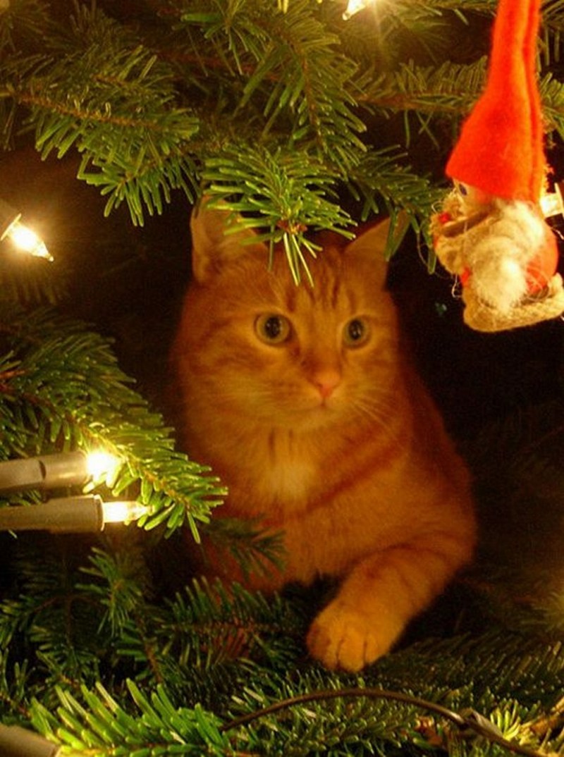 Новогодние рыжие коты