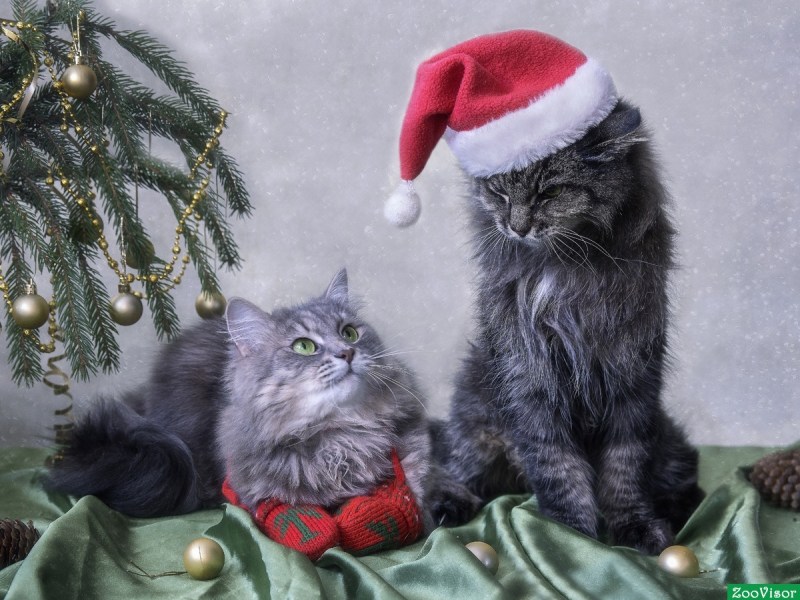 Котик под елкой