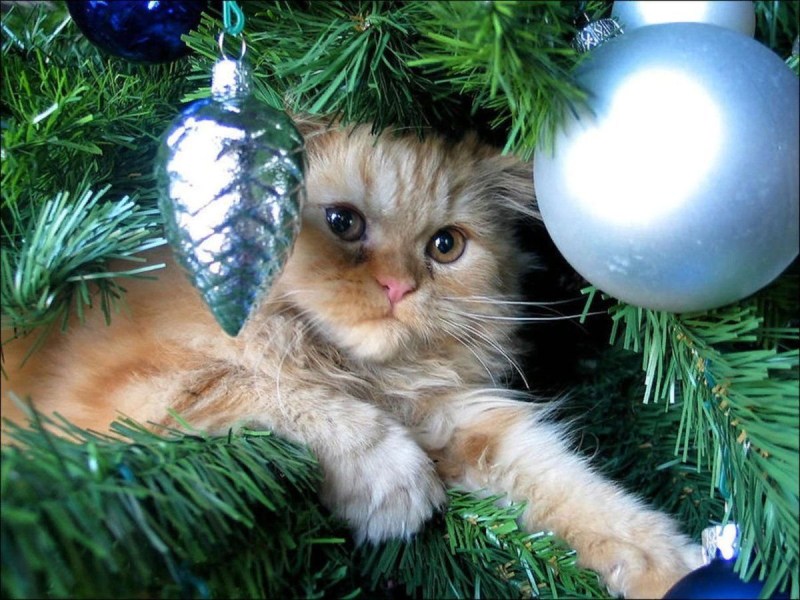 Кошки новый год