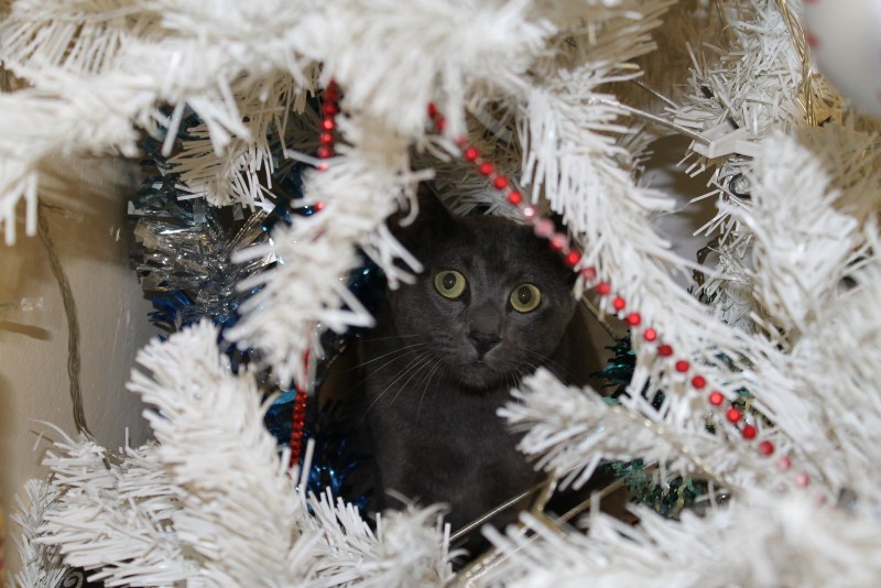 Кошка под новогодней елкой