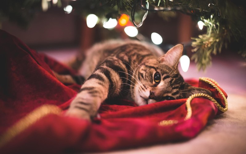 Новогодний котик