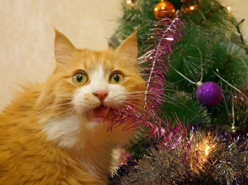Новогодний кот