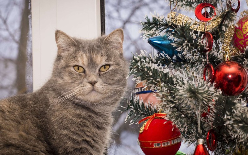 Новогодние коты