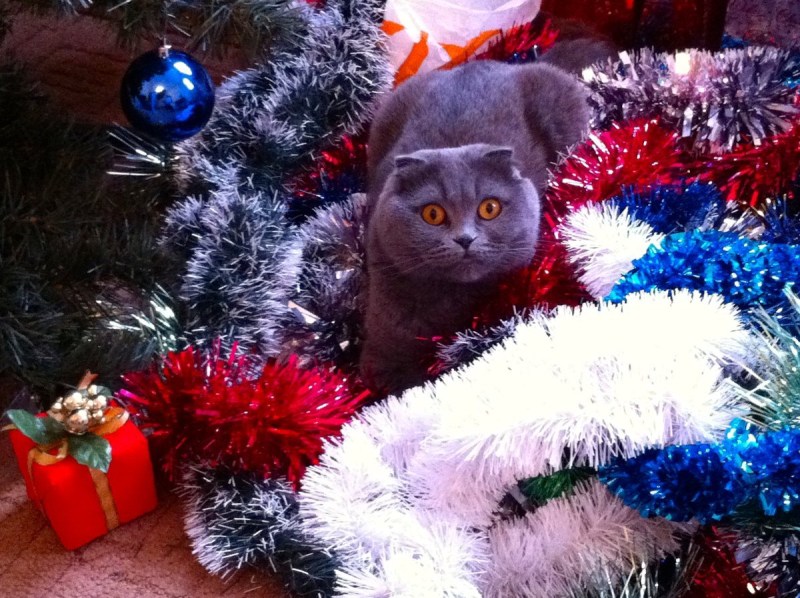 Кот новый год