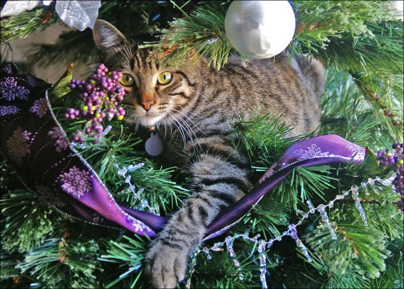 Кошка и елка