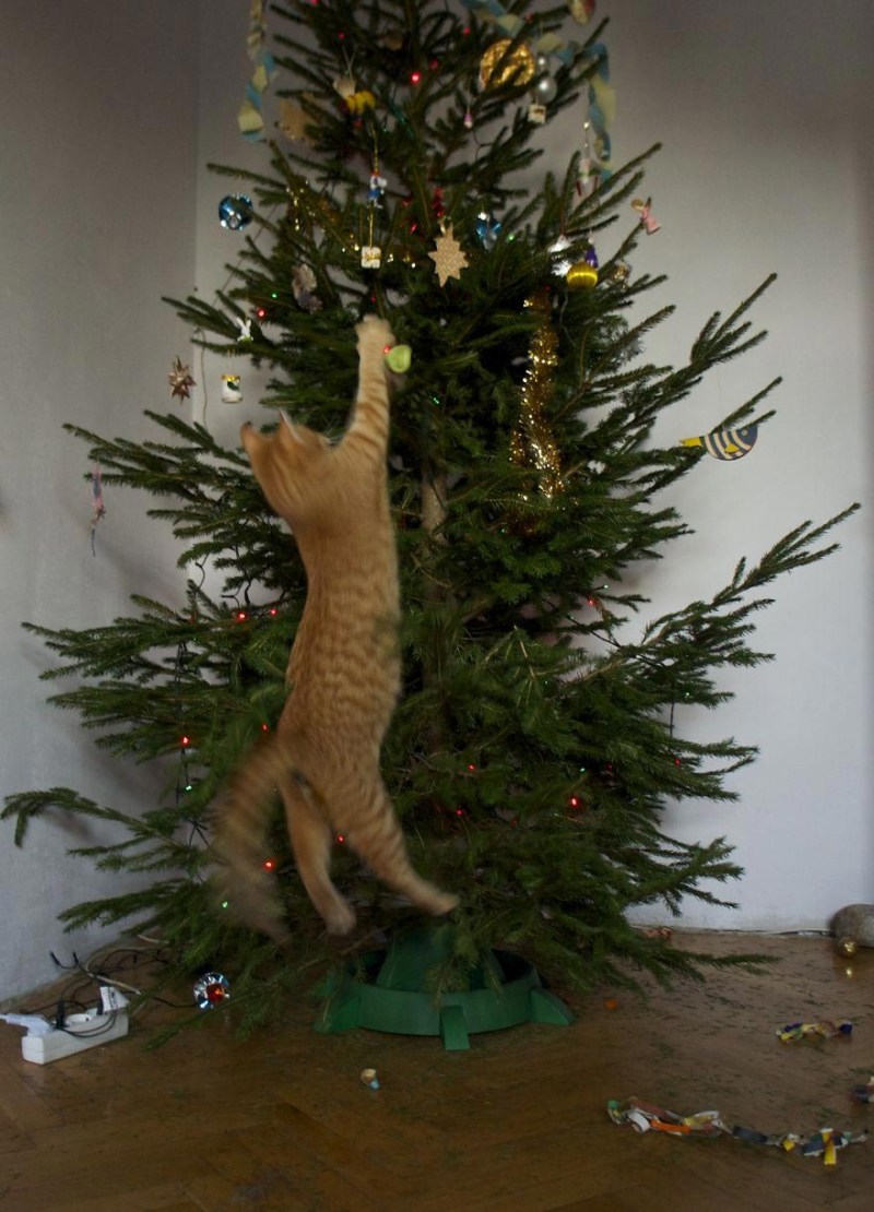 Кошка и елка