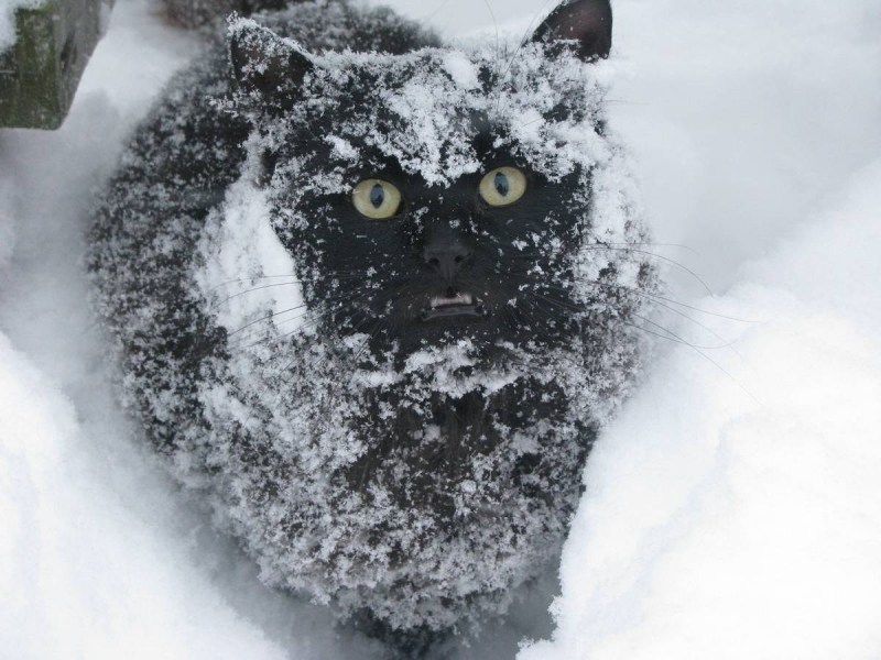 Кот замерз